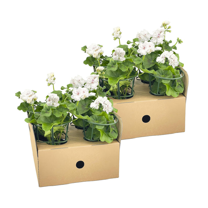 Pelargonium peltatum - Weiß