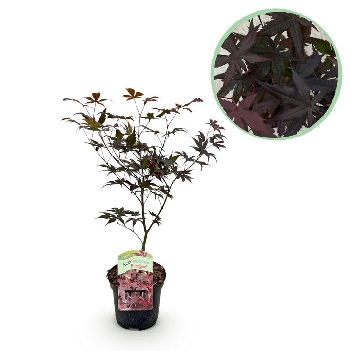 Érable japonais Bloodgood - Rouge - 70cm - Acer Palmatum Extérieur