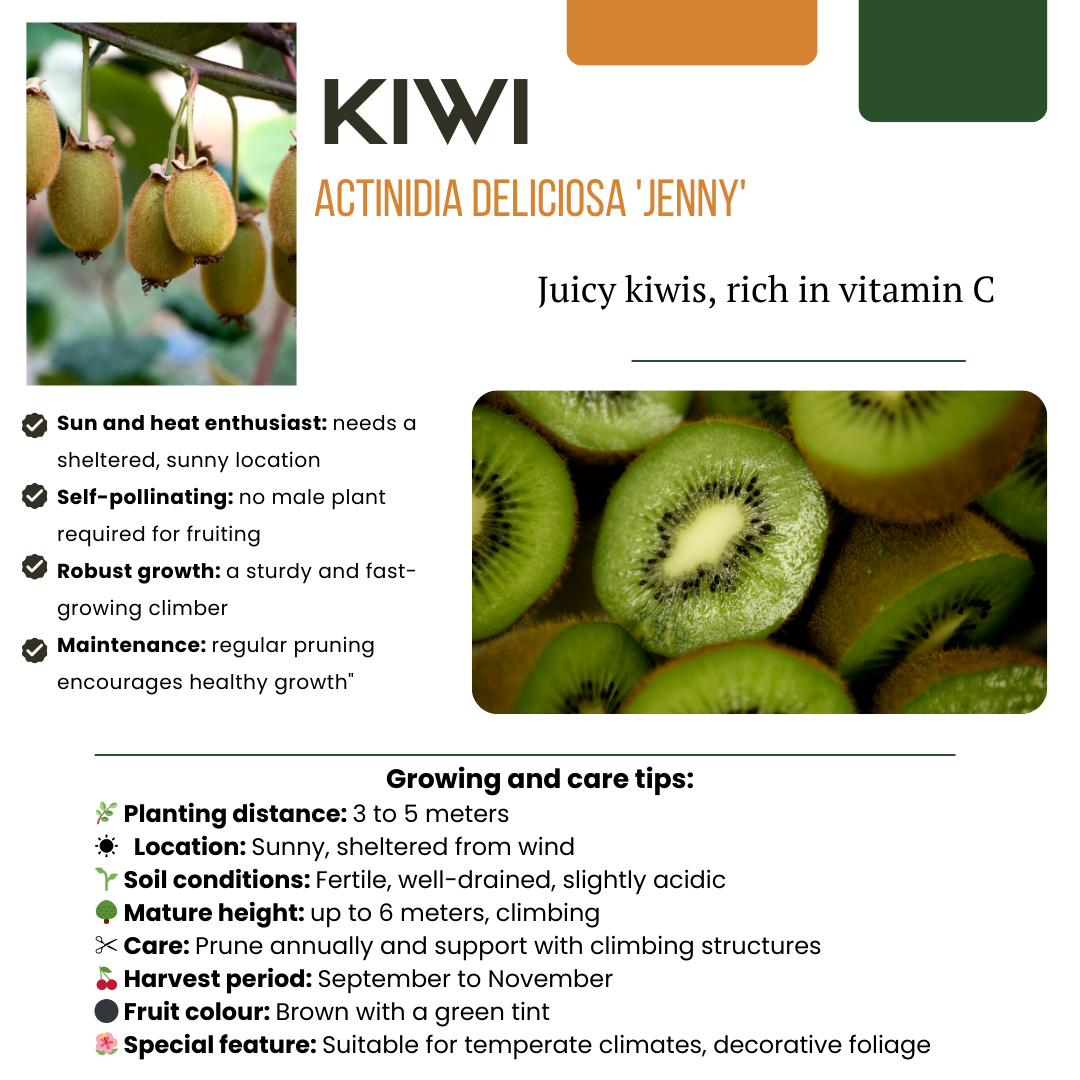 Biologische kiwiplanten - Ø 13 cm - ↨ 20 cm