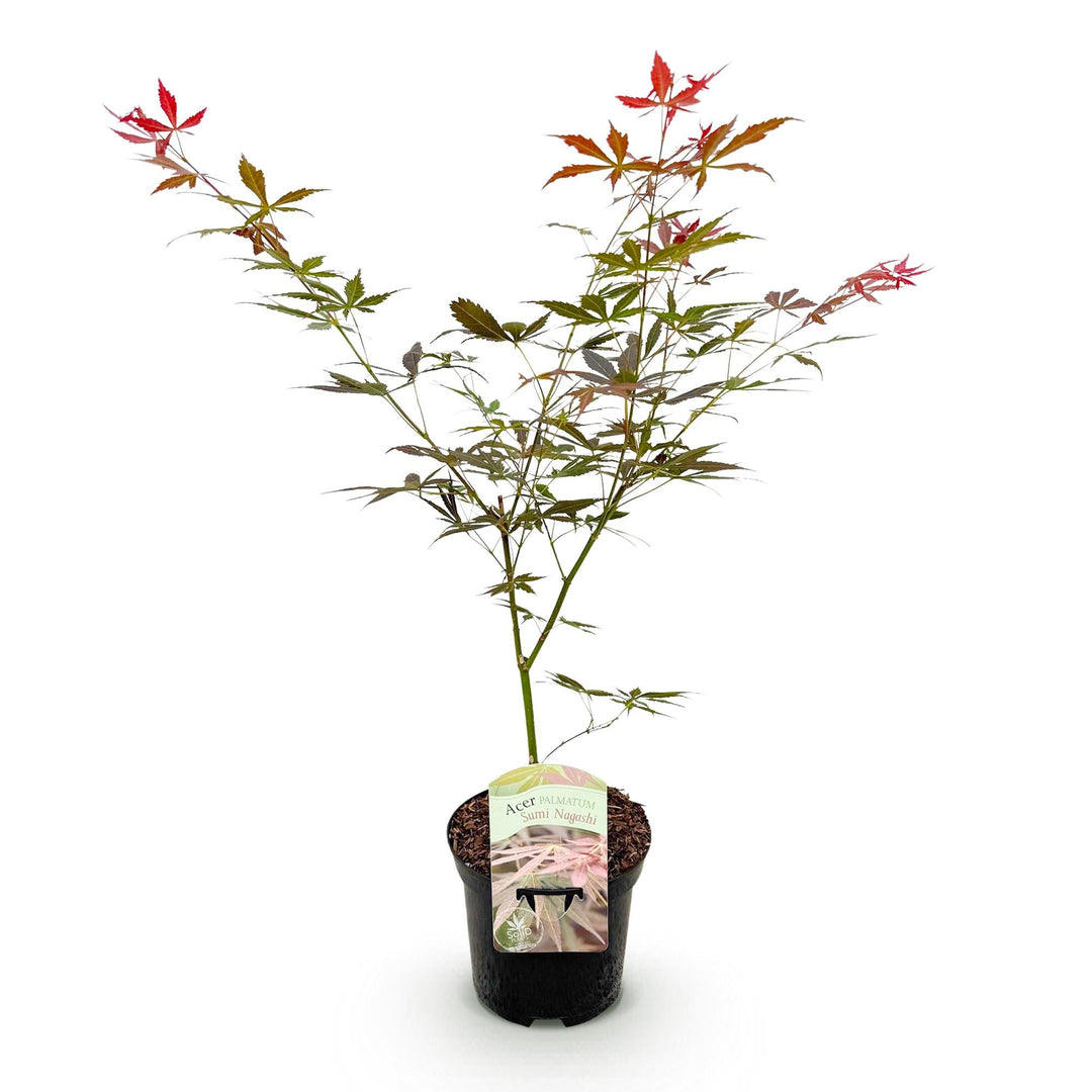 Érable japonais Sumi-nagashi - Rouge - 70cm - Acer Palmatum Extérieur