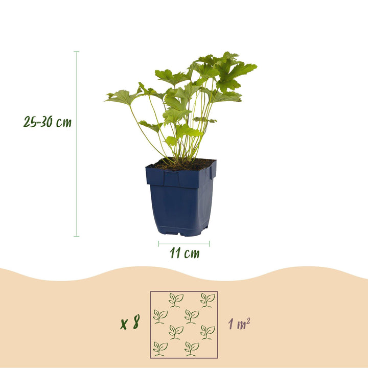 Kit de plantes pour bordure de fleurs - ombre