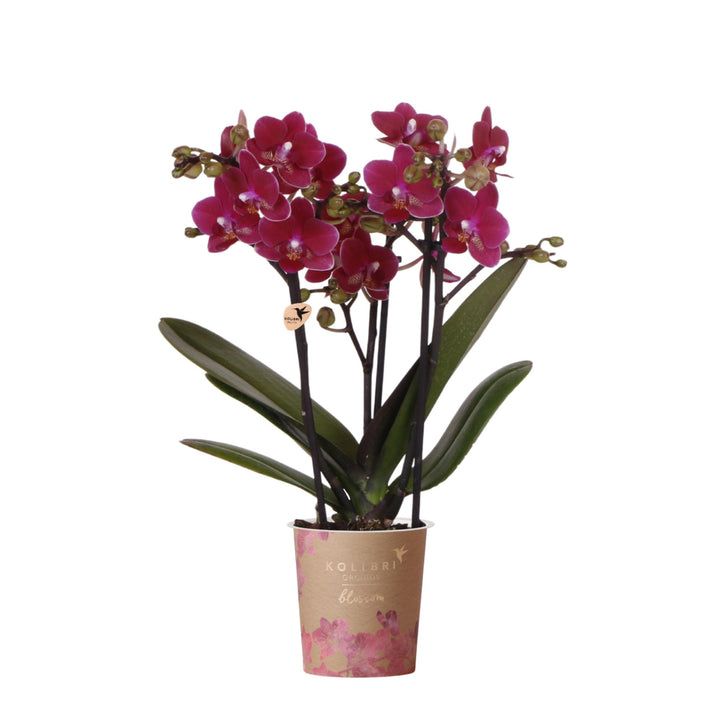 Paarse phalaenopsis orchidee
