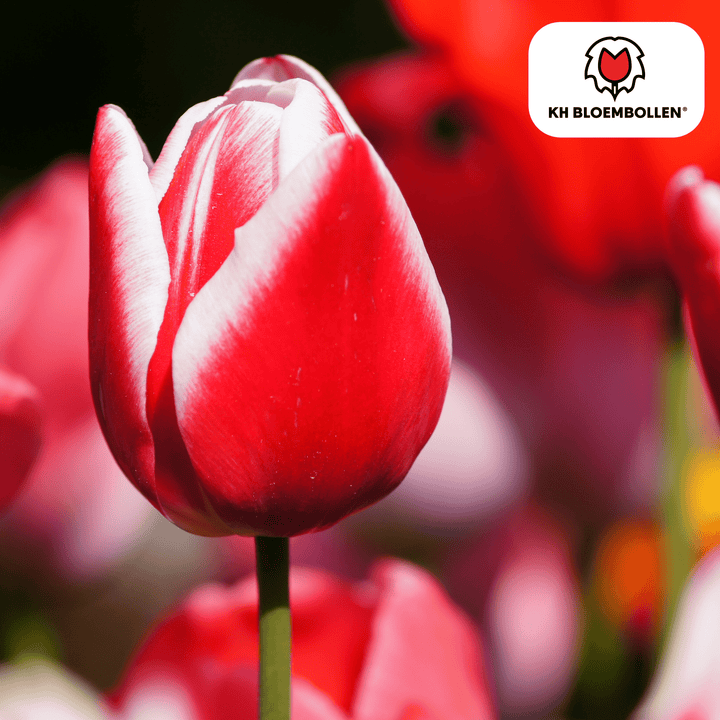 Tulpenzwiebeln Candy Apple Delight - 20 Stück - Ziertopf Zimmerpflanze
