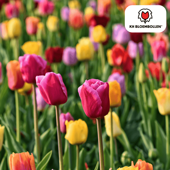 Tulpenzwiebeln farbenfrohe Mischung - 20 Stück - Blumenzwiebeln Garten