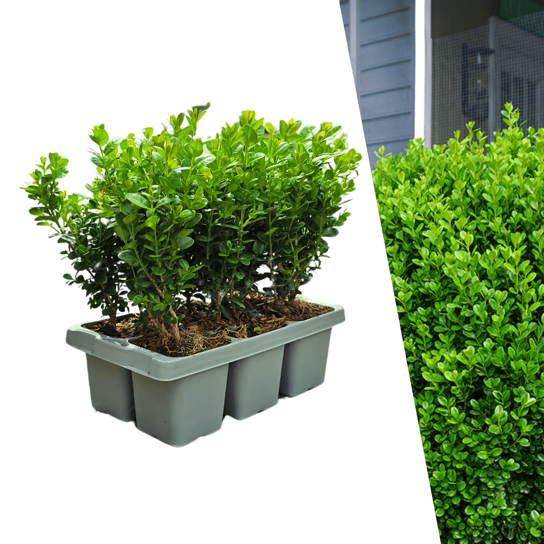 Buxus NewGen Freedom (kompakter Buchsbaum) – 15 cm – Palmbuchsbaum