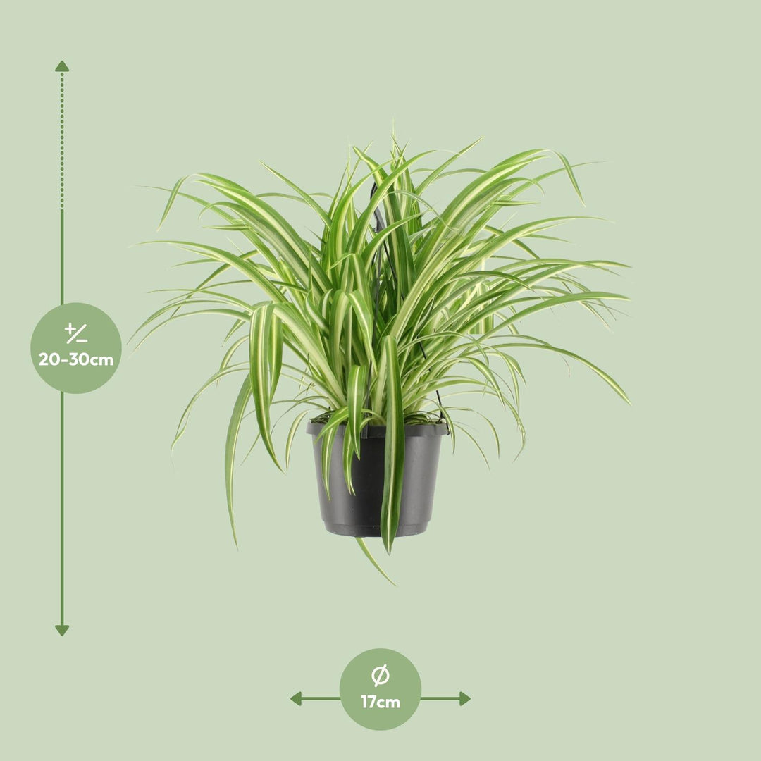 Grünlilie Chlorophytum Comosum Variegatum – Ø17cm