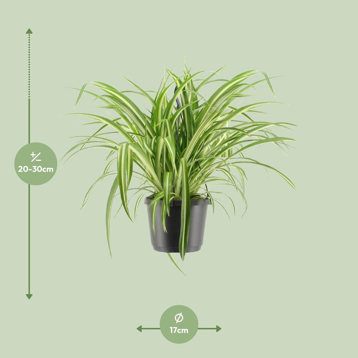 Grünlilie Chlorophytum Comosum Variegatum – Ø17cm