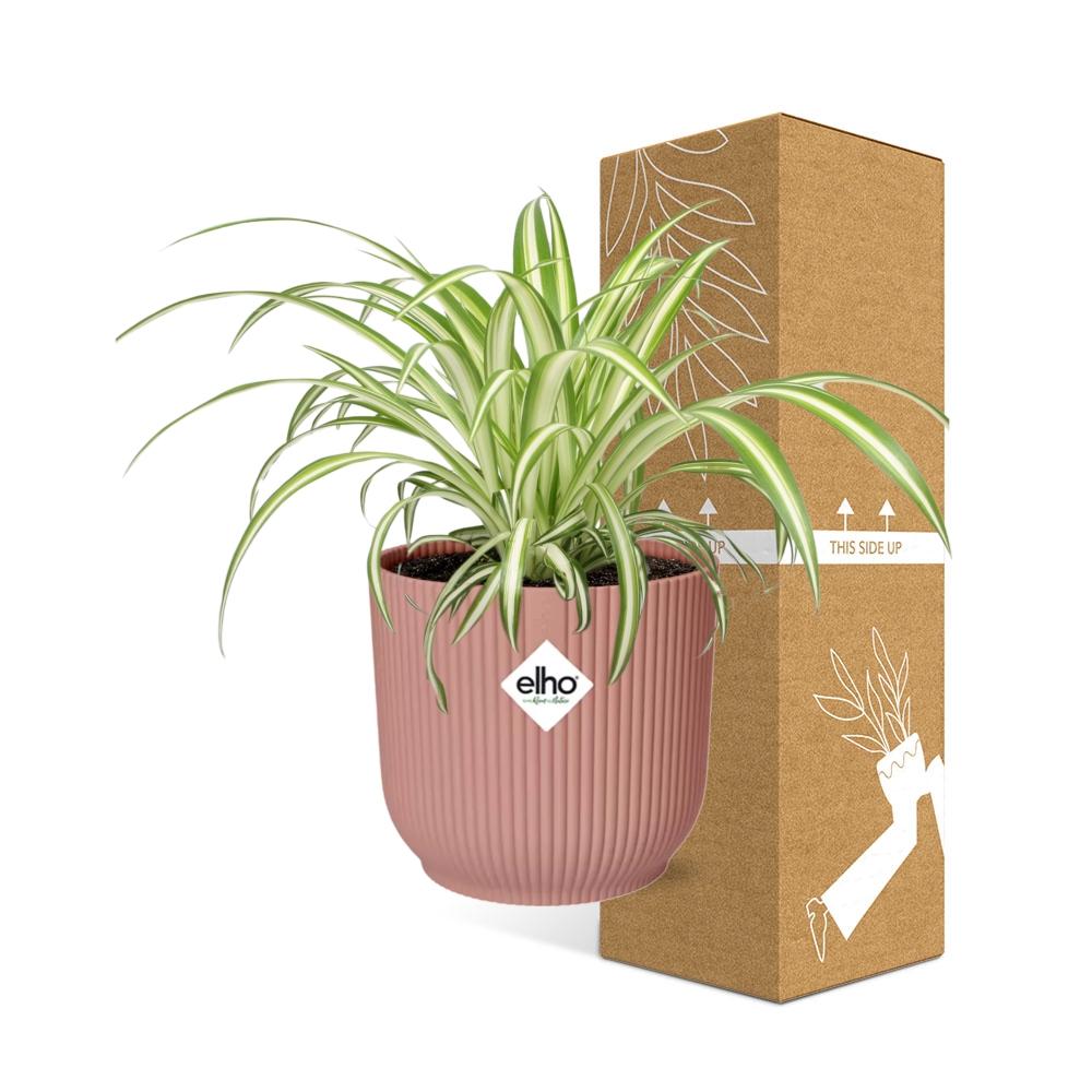 Graslelie Chlorophytum Comosum in ELHO Vibes Fold Roze – Ø14cm