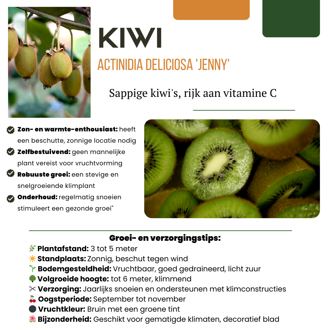 Biologische kiwiplanten - Ø 13 cm - ↨ 20 cm