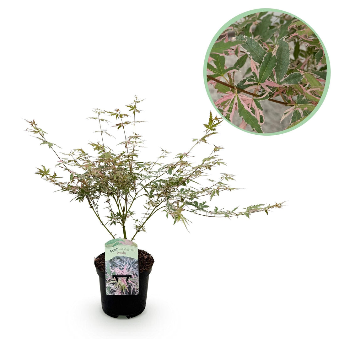 Japanischer Ahorn Lyoshi - Rosa - 70cm - Acer Palmatum Outdoor