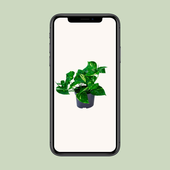 Epipremnum Aureum - Ø12cm - 20cm - Scindapsus - Scindapsus Hangplant