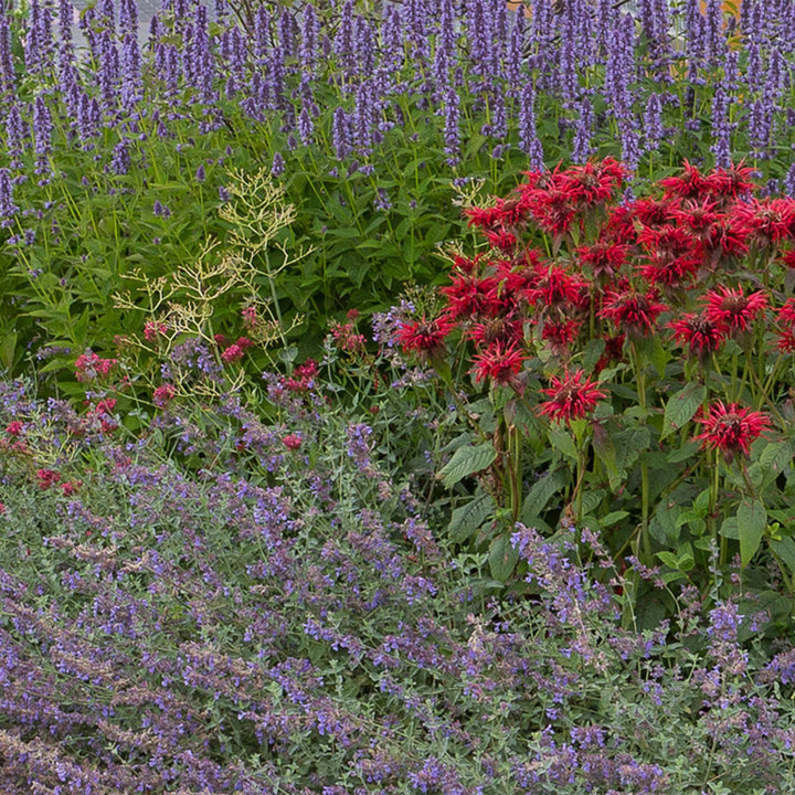 Platebande prête à planter - Parfumée