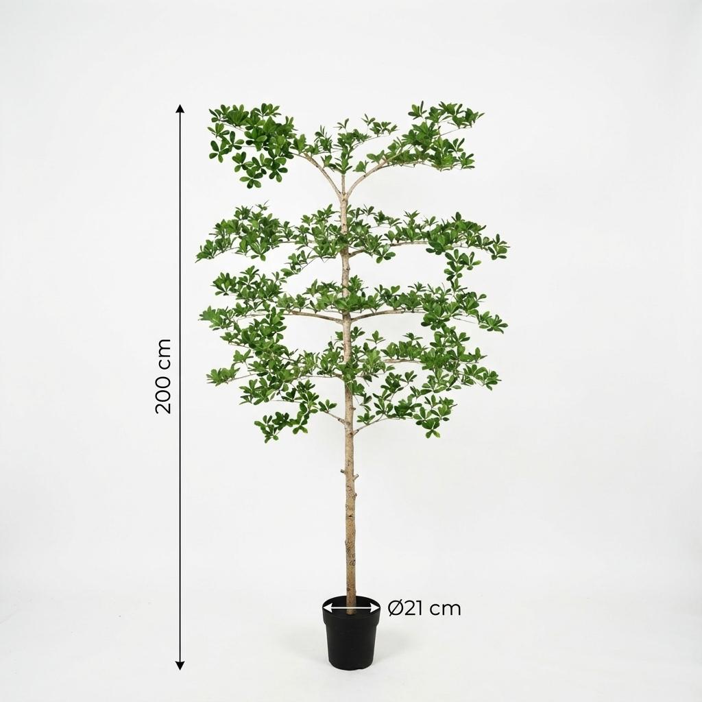 Bucida – 200 cm – Kunstpflanze – Unechte Pflanze Interieur | Kaufen