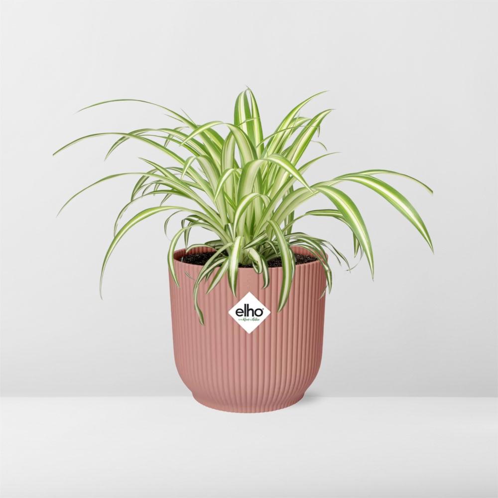 Graslelie Chlorophytum Comosum in ELHO Vibes Fold Roze – Ø14cm