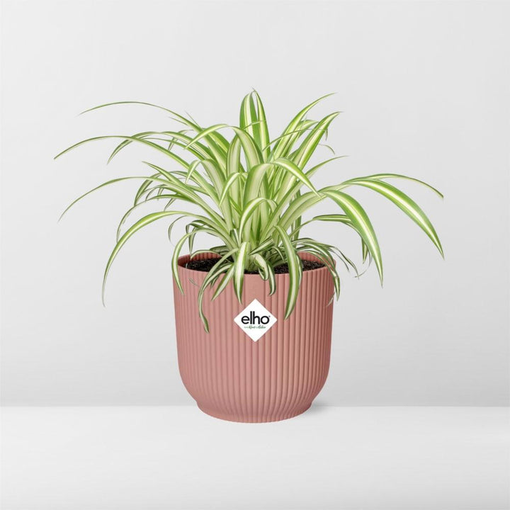 Graslelie Chlorophytum Comosum in ELHO Vibes Fold Roze – Ø14cm