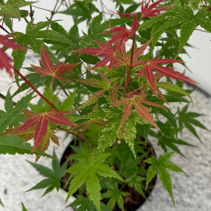 Érable japonais Phoenix - Rose - 70 cm - Dattier | Acheter