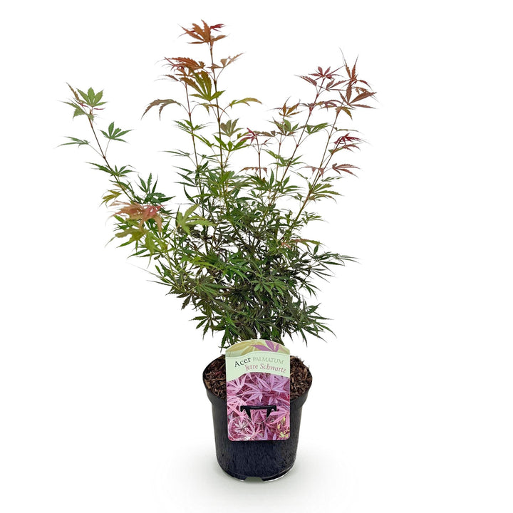 Japanischer Ahorn Jerre Swarts - dunkelrot - 70cm | Kaufen