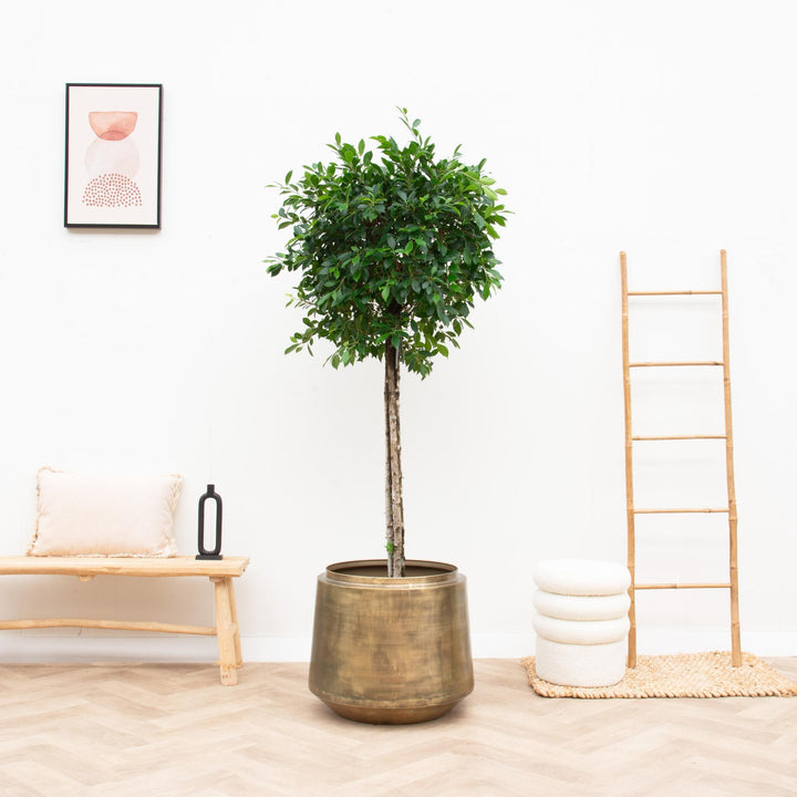 Topf Indigo Vintage Gold - D58 x H51 - Blumentopf Zimmerpflanze