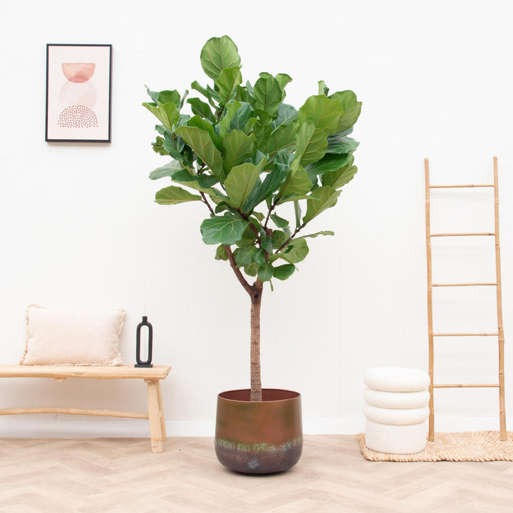 Elisa Mystic Bronze - 44x39 cm - Decoratieve Bloempot