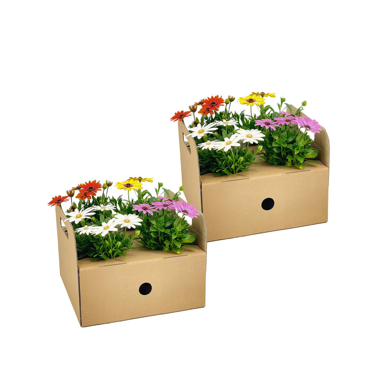 Osteospermum ecklonis Mix