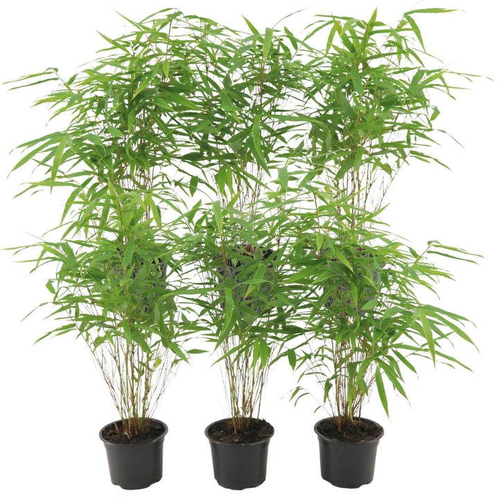 6x Fargesia Rufa - 25cm - Bamboe - Tuinbamboe Winterhard