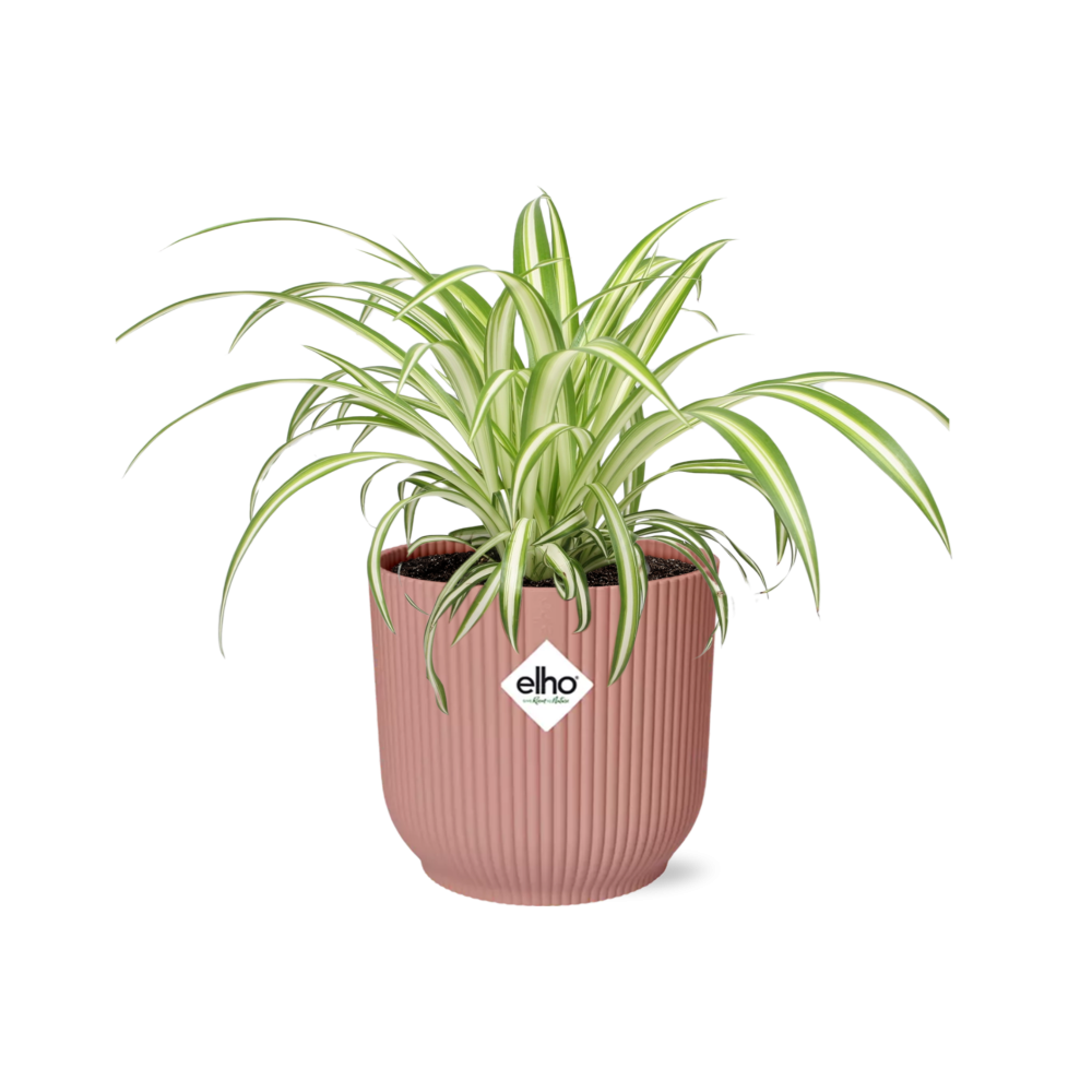 Graslelie Chlorophytum Comosum in ELHO Vibes Fold Roze – Ø14cm