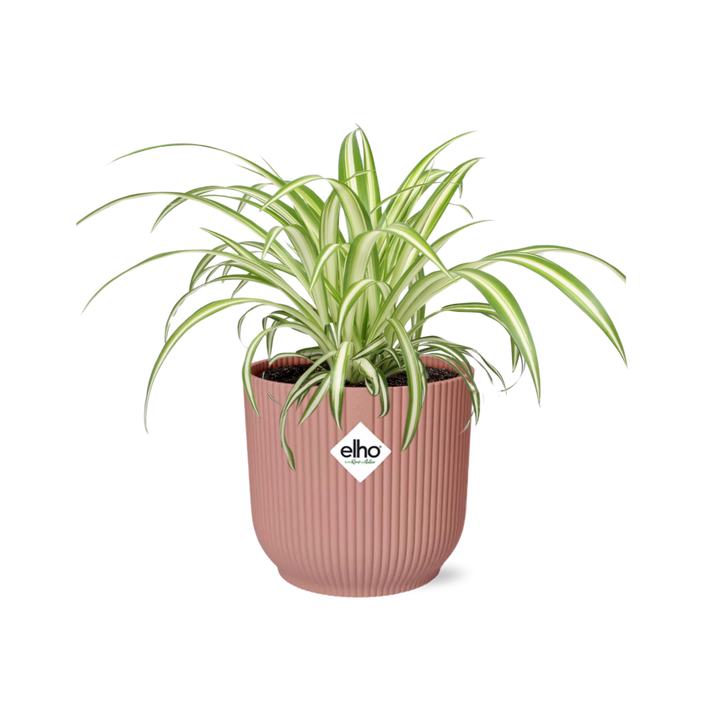 Graslelie Chlorophytum Comosum in ELHO Vibes Fold Roze – Ø14cm