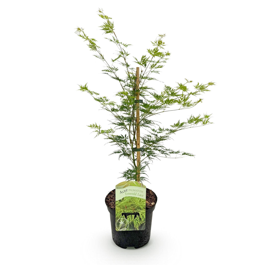 Japanischer Fächerahorn Emerald Lace - Grün - 70cm - Acer Palmatum Außen
