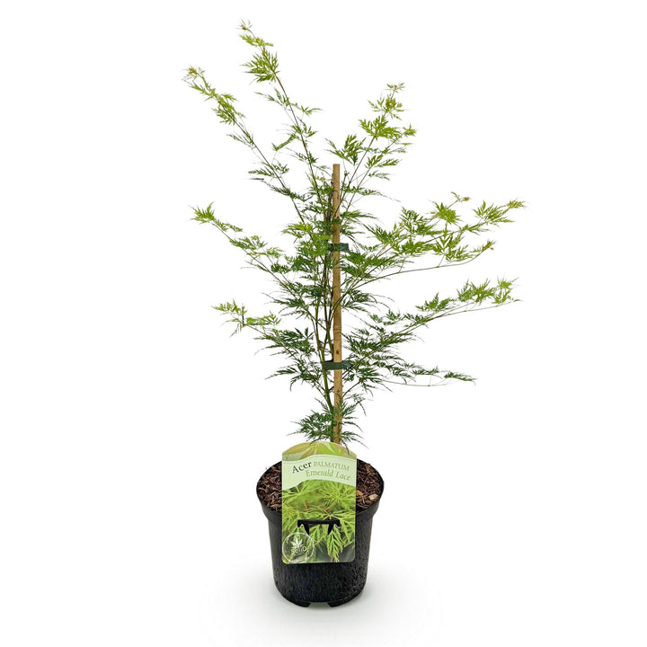 Japanischer Fächerahorn Emerald Lace - Grün - 70cm - Acer Palmatum Außen