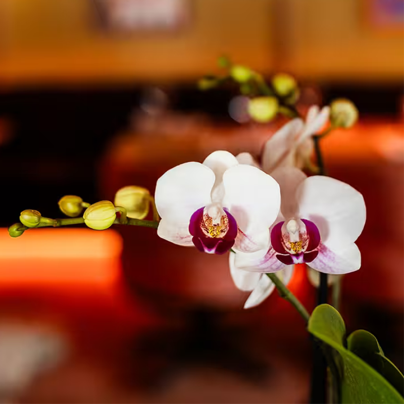 Coffret luxe | Orchidée de Gibraltar - Orchidée Phalaenopsis