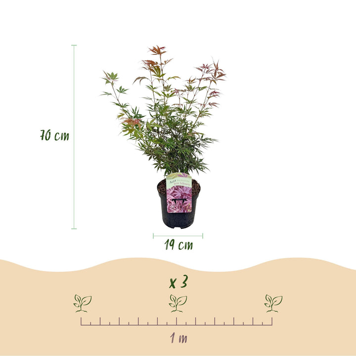 Japanischer Ahorn Jerre Swarts - dunkelrot - 70cm | Kaufen