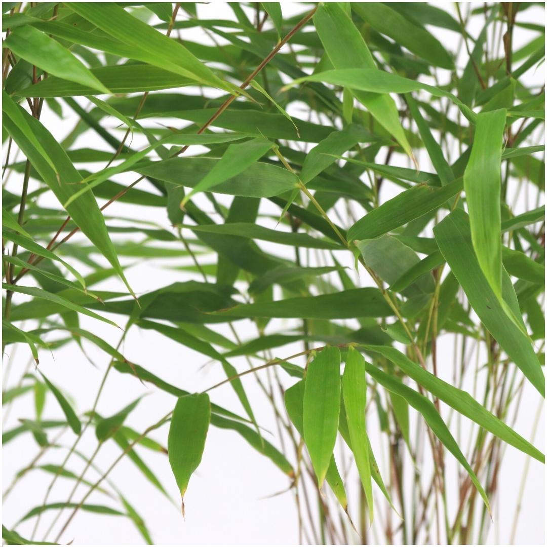 6x Fargesia Rufa - 25cm - Bamboe - Tuinbamboe Winterhard