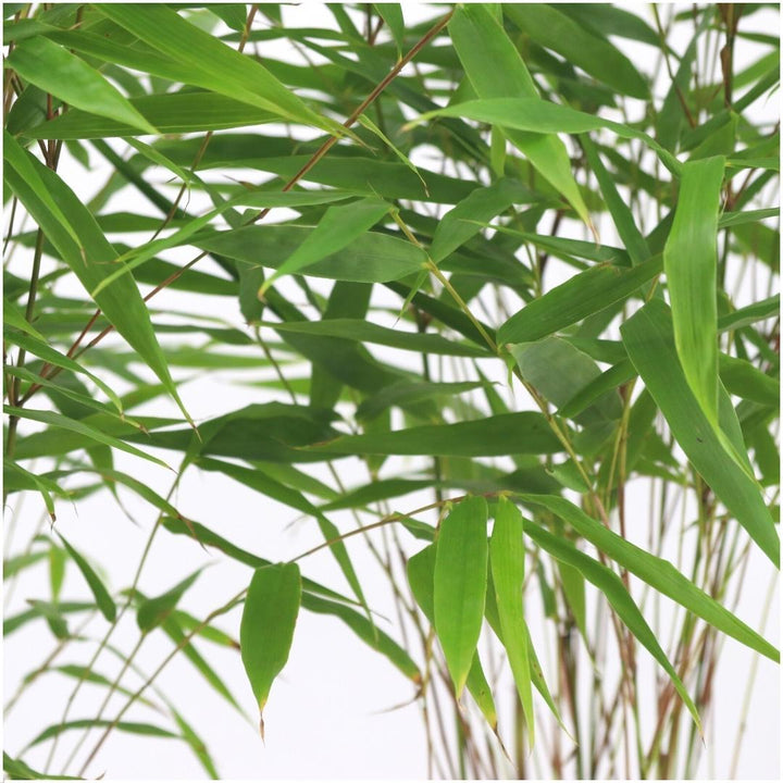 6x Fargesia Rufa - 25cm - Bamboe - Tuinbamboe Winterhard