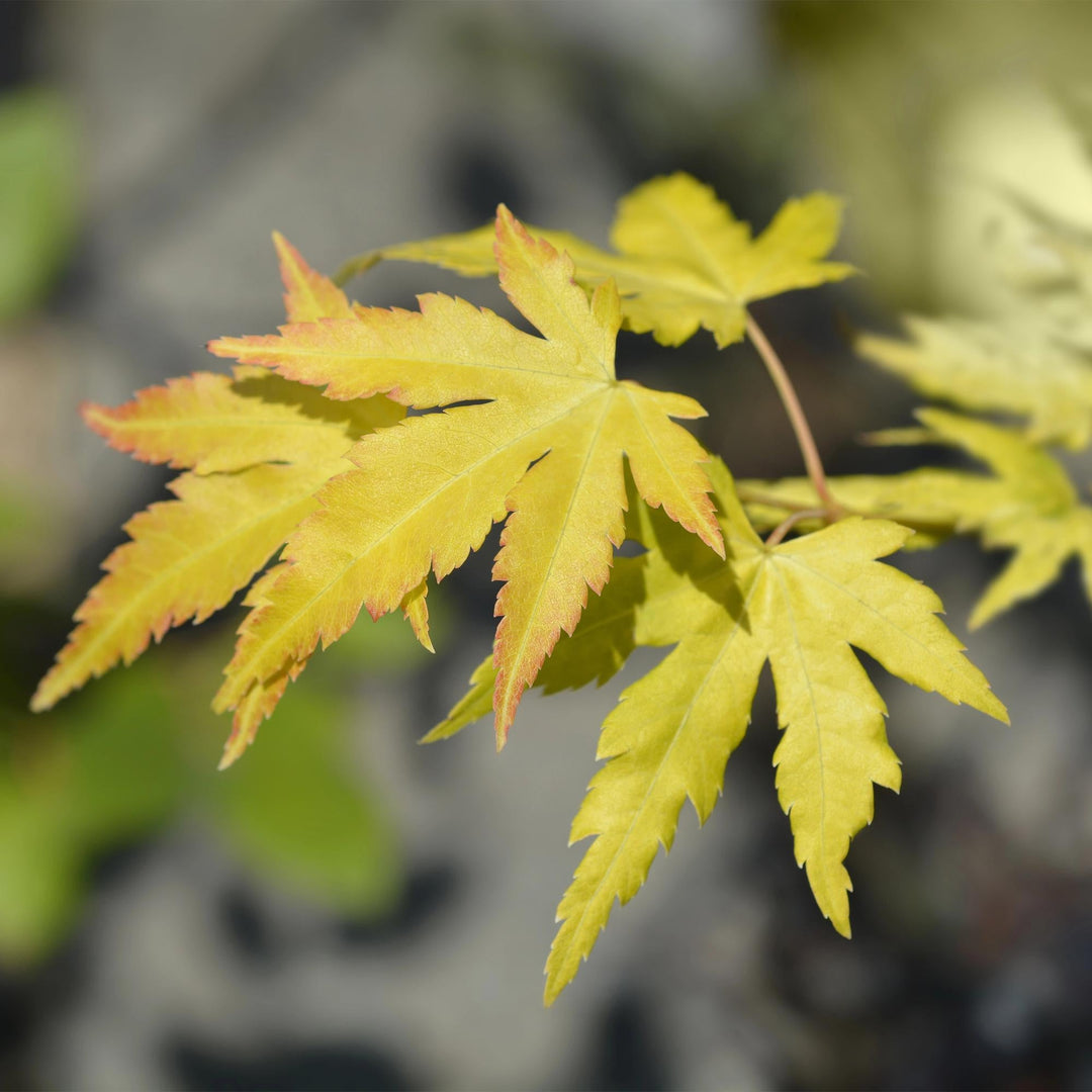 Érable du Japon Orange Dream - Orange - 70cm - Acer Palmatum Extérieur