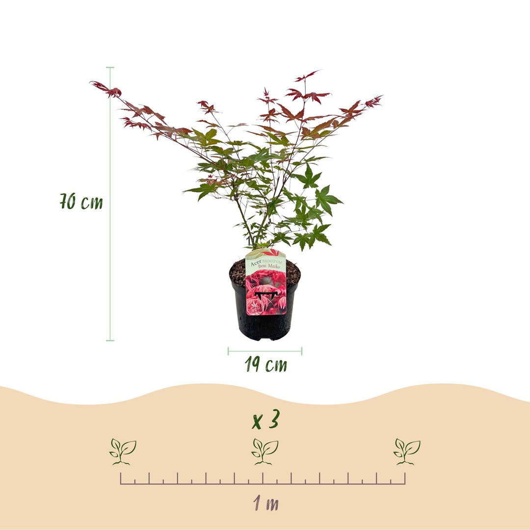 Érable japonais Beni Maiko - Rouge - 70cm - Acer Palmatum Extérieur