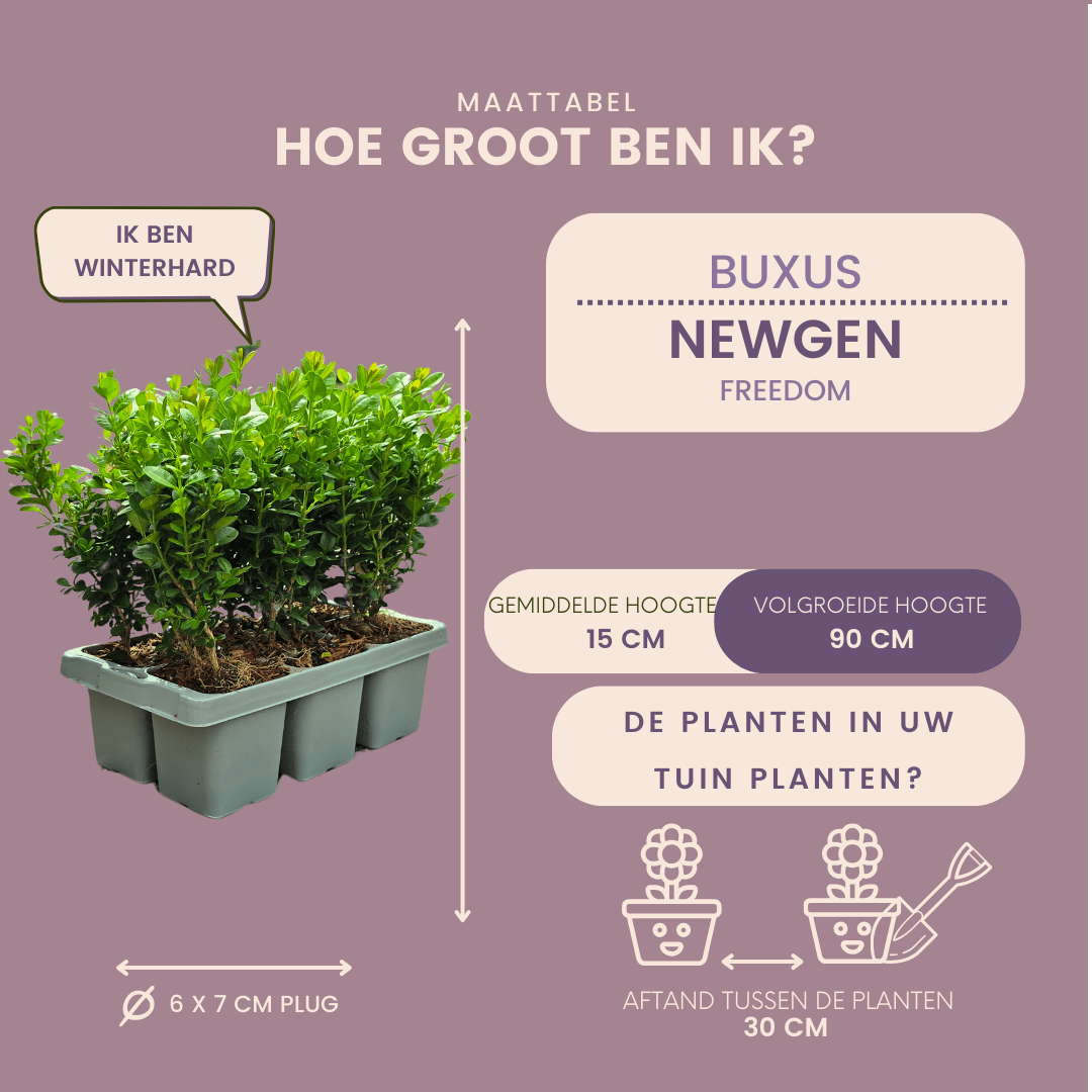 Buxus NewGen Freedom (kompakter Buchsbaum) – 15 cm – Palmbuchsbaum