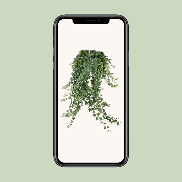 Hedera Helix Pitsburg - Hang/XXL - Ø24cm - 70cm - Klimop