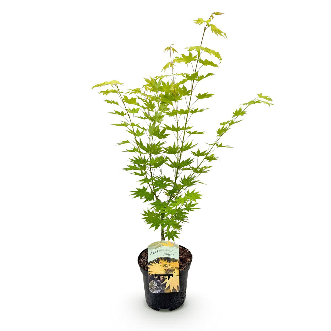 Érable japonais Jordan - Jaune - 70cm - Acer Palmatum Extérieur