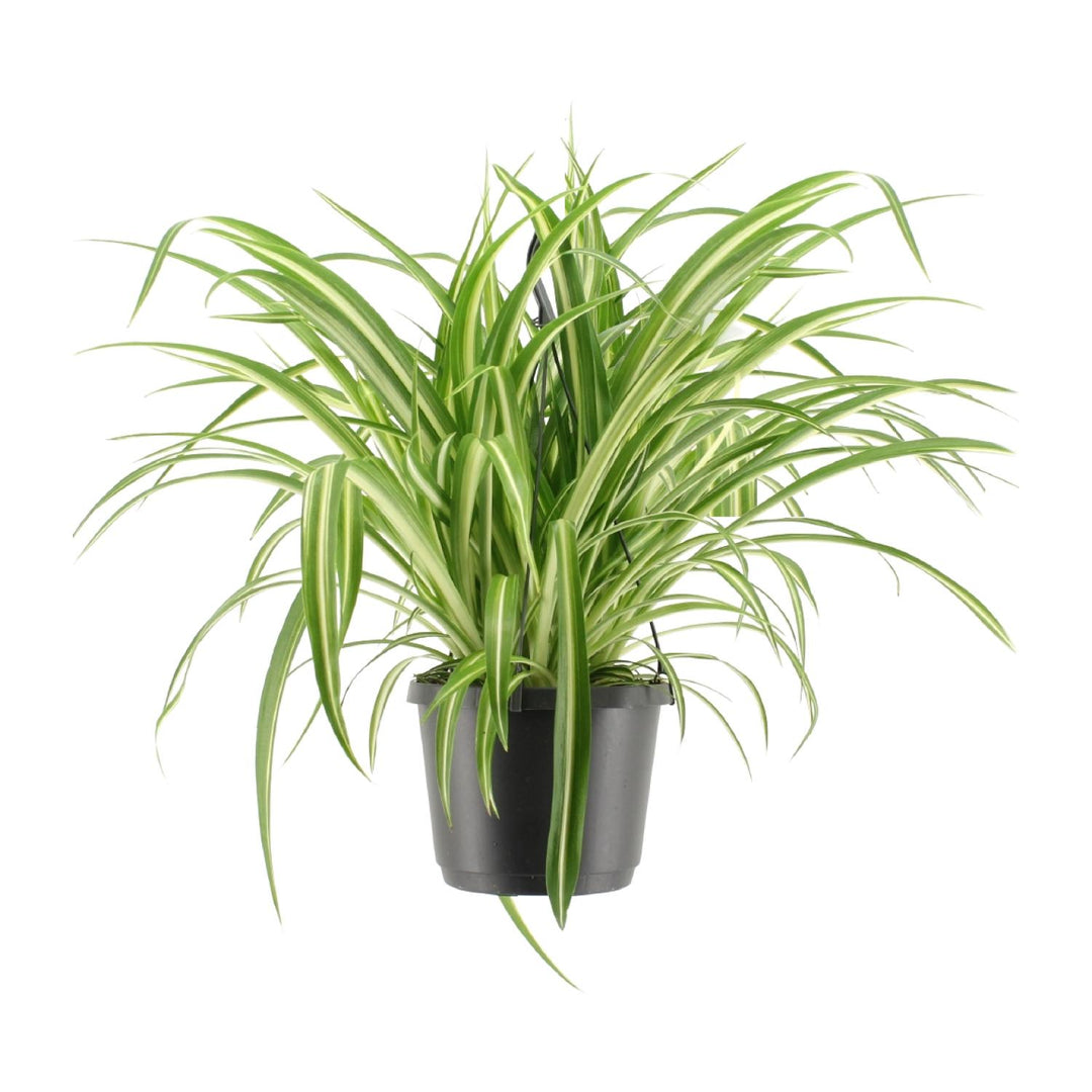Grünlilie Chlorophytum Comosum Variegatum – Ø17cm