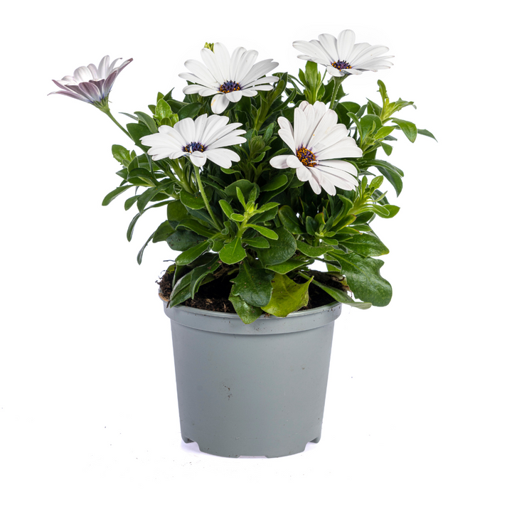 Osteospermum ecklonis Mix