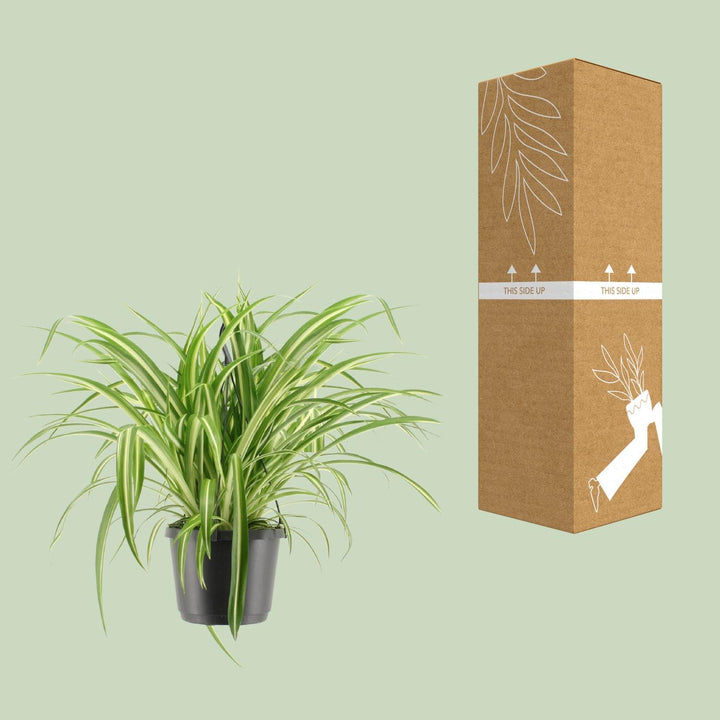 Grünlilie Chlorophytum Comosum Variegatum – Ø17cm