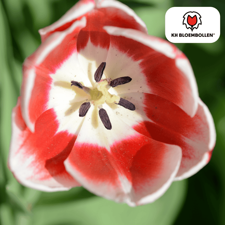 Tulpenzwiebeln Candy Apple Delight - 20 Stück - Ziertopf Zimmerpflanze
