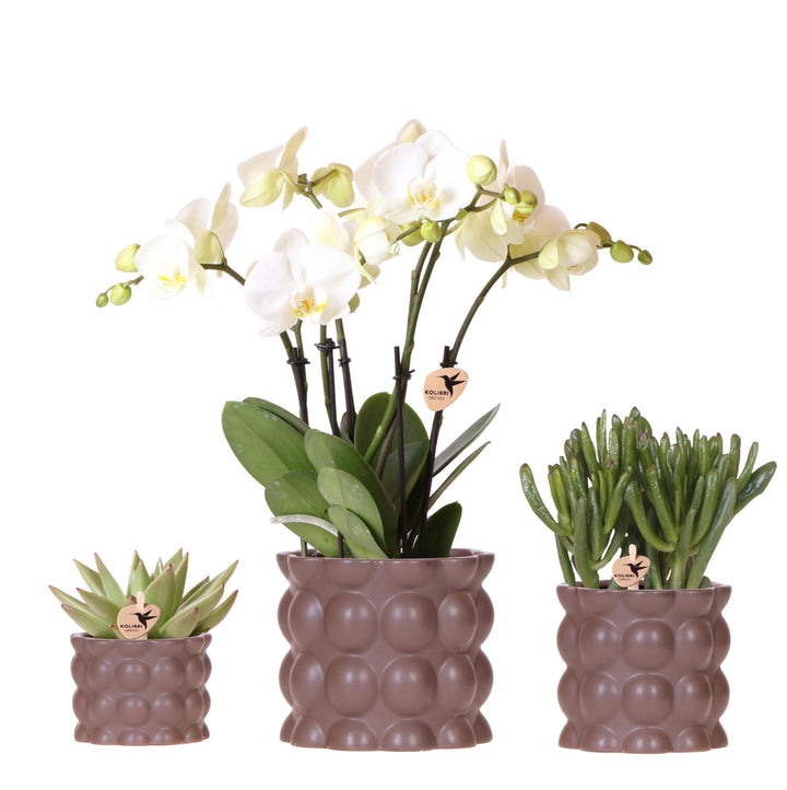 Plantenset Cotton bruin | Groene planten met witte Phalaenopsis orchidee Ghent