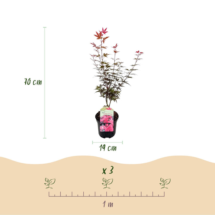 Érable japonais Skeetsers Broom - Violet - 70cm - Acer Palmatum Extérieur