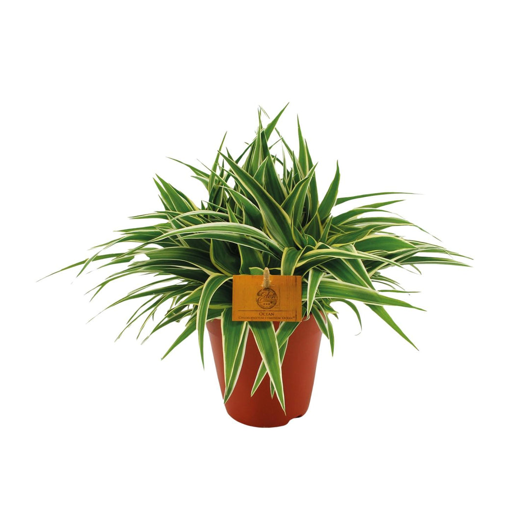 Graslelie Chlorophytum Ocean – Ø15cm | Luchtzuiverende plant