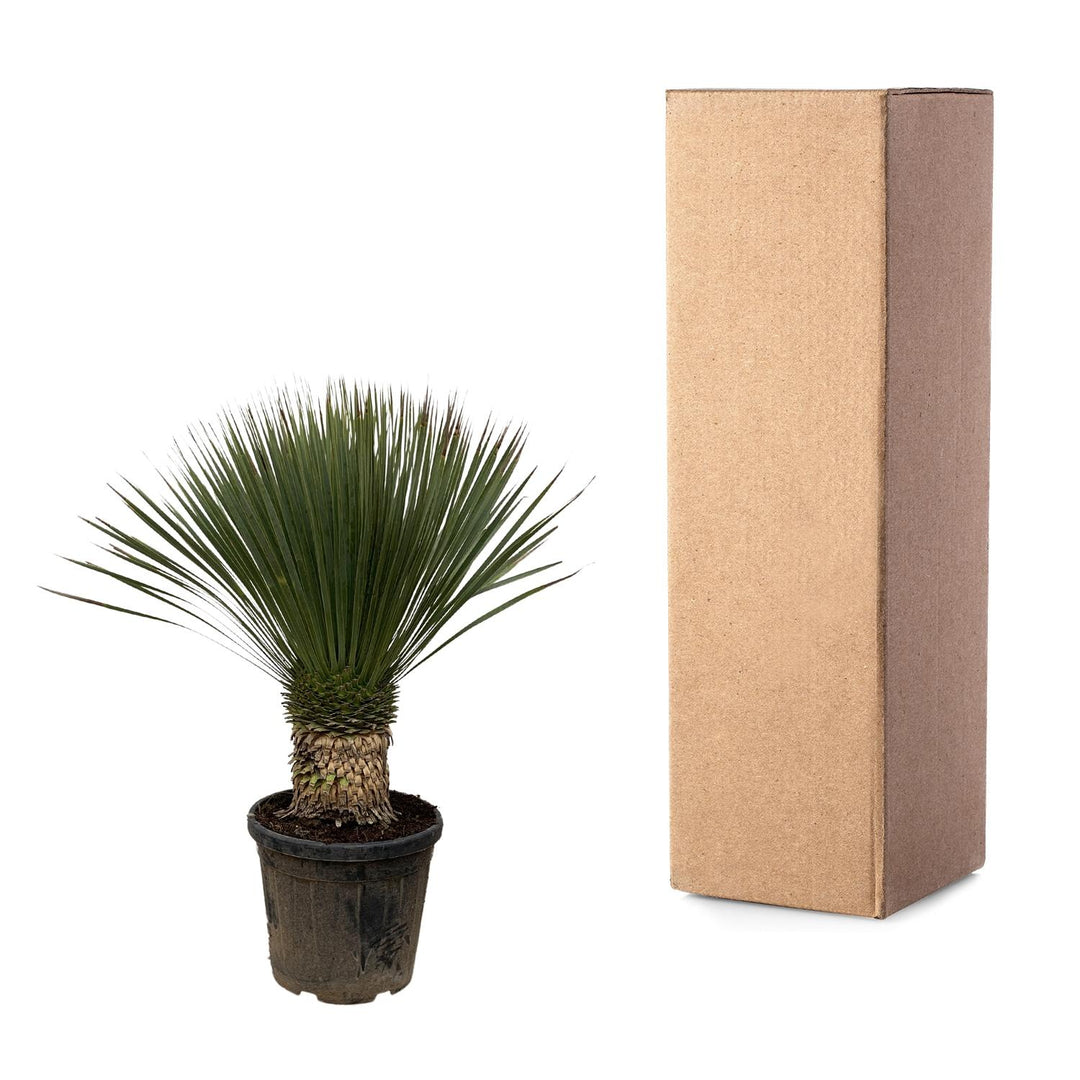 Yucca Rostrata - 100cm - Ø38 - Yucca bleu d'extérieur