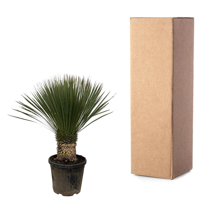 Yucca Rostrata - 100cm - Ø38 - Yucca bleu d'extérieur