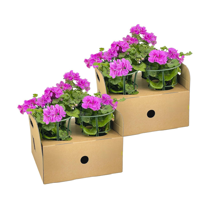 Pelargonium peltatum Violet