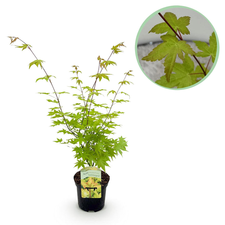 Japanse Esdoorn Summergold - Geel - 70cm - Acer Palmatum Buiten