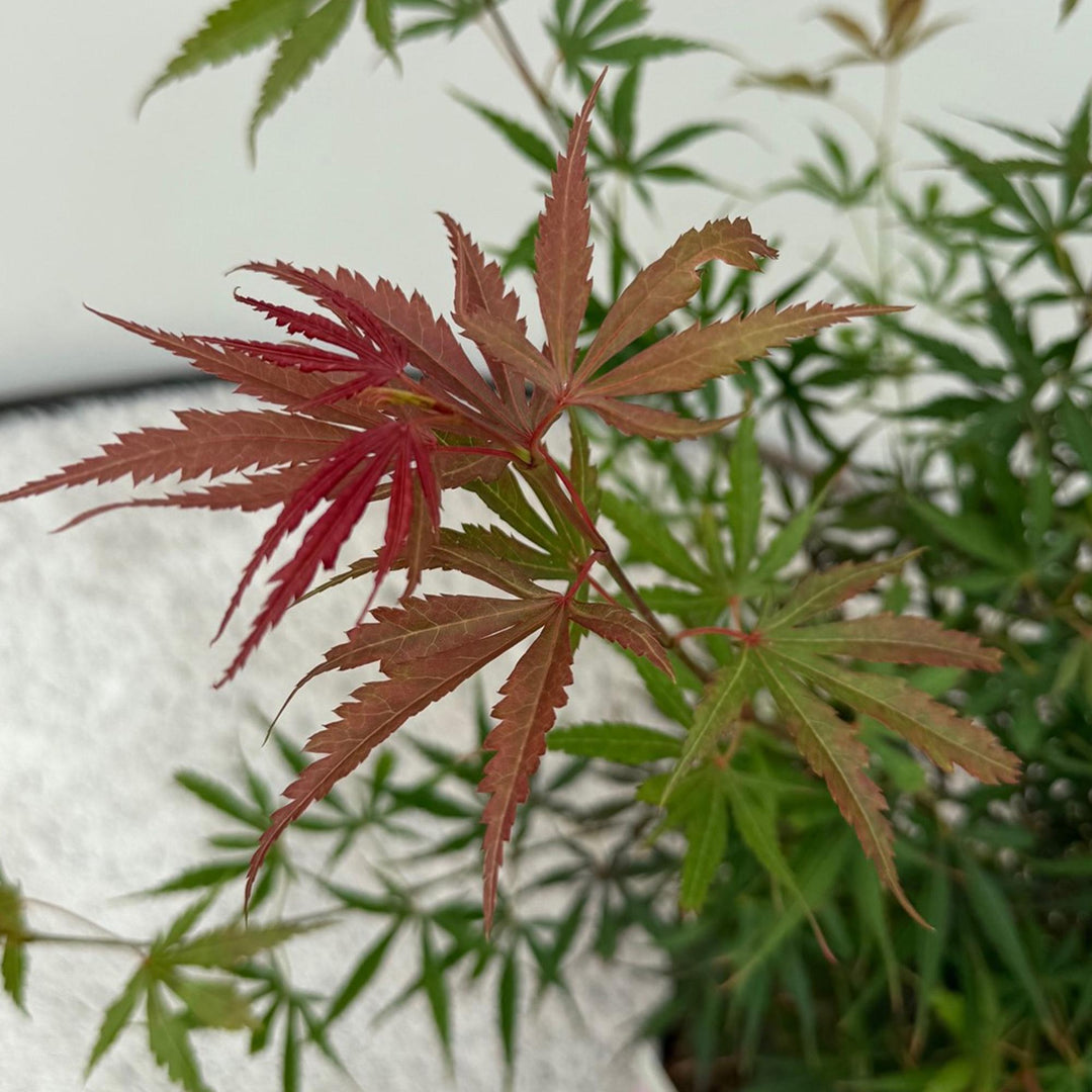Japanischer Ahorn Jerre Swarts - dunkelrot - 70cm | Kaufen